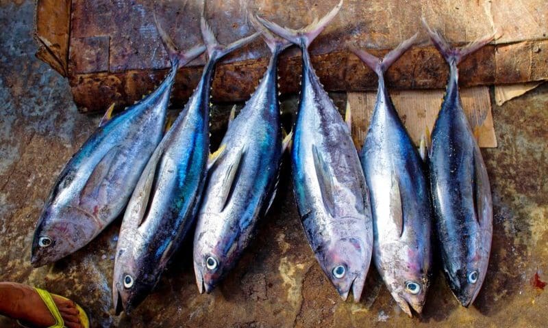 More sustainable fish need to be eaten, UK is told