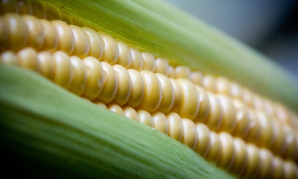 Third of fruit and veg is wasted before it reaches shops and restaurants