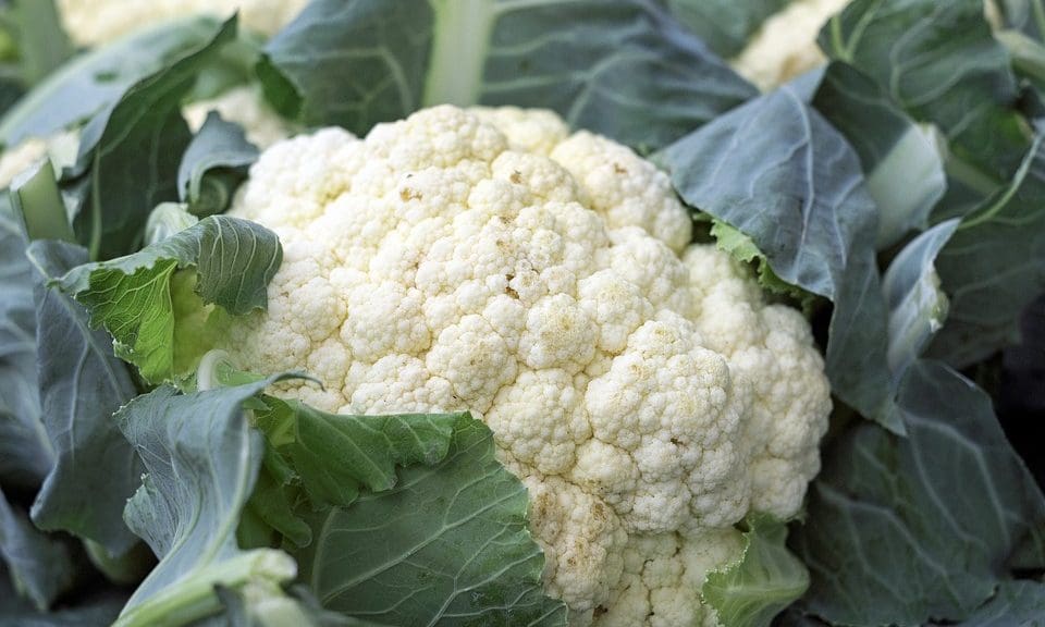 Young’s pub £28 cauliflower steaks branded ‘properly mental’