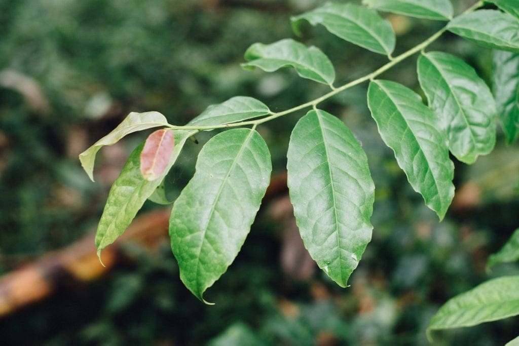 Tea time: The growing popularity of plant-based energy drinks