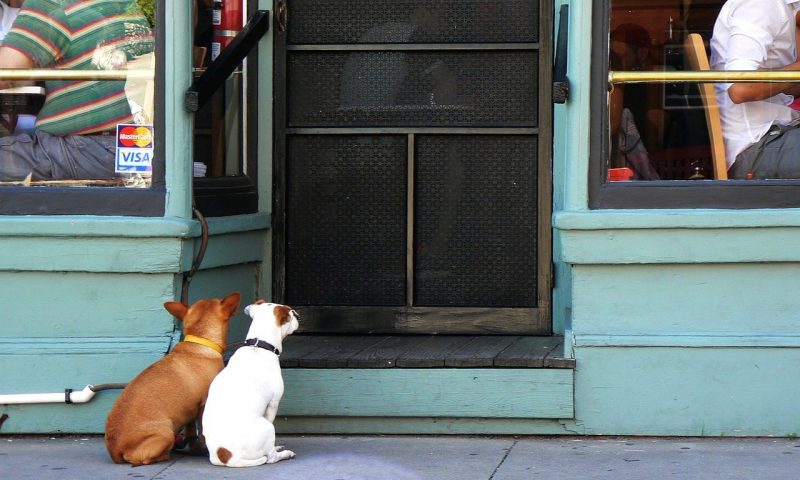 Could businesses be losing out if they aren’t dog friendly?
