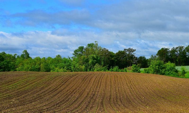 Gove appoints Leon founder to oversee food system review