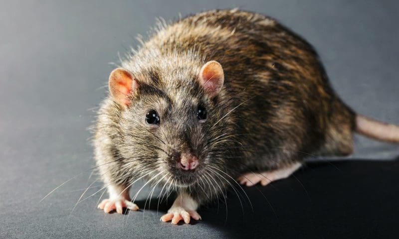 Owner of Wotton’s Pizza Planet fined after rat runs over inspectors foot