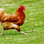 Restaurant groups partner to launch Sustainable Chicken Forum